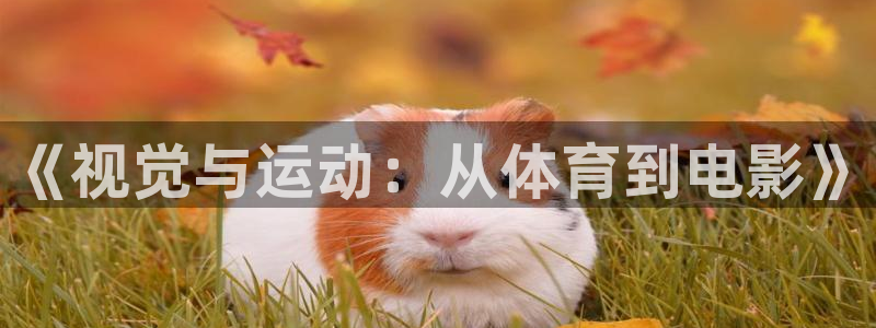乐视体育平台：《视觉与运动：从体育到电影》